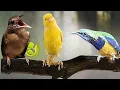Download Lagu SUARA 3 BURUNG MASTERAN KAPAS TEMBAK GACOR -CUCAK CUNGKOK-KENARI
