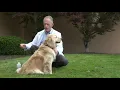 Vaccinate Your Dog at Home