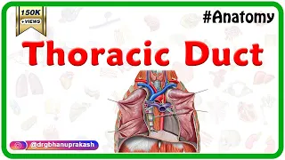 thoracic duct anatomy course relations tributaries and clinical significance