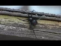 Spiders of Oregon