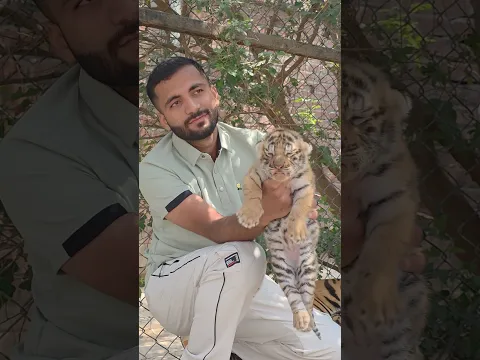 Series 189: Naughty tiger cub sleeping mode on 🐆😂￼