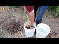 Analyzing Corn Root Health