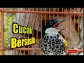 Download Lagu CUCAK BERSISIK
