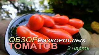 Обзор НИЗКОРОСЛЫХ сортов ТОМАТОВ для открытого грунта сезона 2026 🍅2 часть