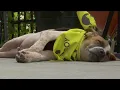 Topeka Clear the Shelters event highlights local rescue efforts