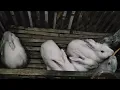 Download Lagu Feeding Rabbit with Effect 🌊 #funnyrabbits #kelinci #funnyanimals #funnyvideos #videoeffects