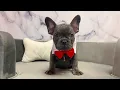 French Bulldog M at Furry Babies Portage