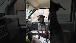 ..  #fyp #dream #doberman #pets #youtube