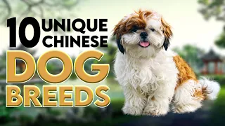10 Unique Chinese Dog Breeds