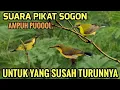 Download Lagu Suara pikat sogon liar ampuh untuk yang susah turunnya#pikatburung (pemanggil sogon liar)
