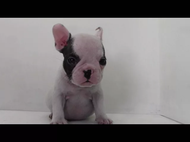 動画