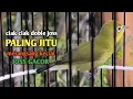 CIAK CIAK DOBLE JOSS || PALING JITU MERANGSANG KECIAL KUNING JOSS GACOR|| @zgkicaulombok6363