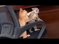 Download Lagu Als je kat je huis vult met drama - DRAMATISCHE KATTEN 2025