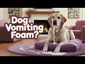 Why is Your Dog Vomiting White Foam Causes Solutions