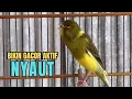 Download Lagu suara kenari gacor NGEROL AMPUH buat PANCINGAN KENARI AGAR BUNYI jadikan BURUNG KENARI GACOR PANJANG