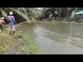 Download Lagu Geger geden!!!jadi tontonan warga//semua ikan keluar dari sarang gegara pohon nipah dikeduk