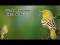 Download Lagu Pikat Sirtu Paling Ampuh Langsung Turun || Sirtu Gacor Full Variasi Ngekrek