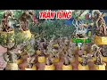 Download Lagu 19/8/2025_Trần Tùng #0336874743  _Qua trời cây co đẹp, rể cao đổ đẹp, hồng ngọc, siêu hoa quái 