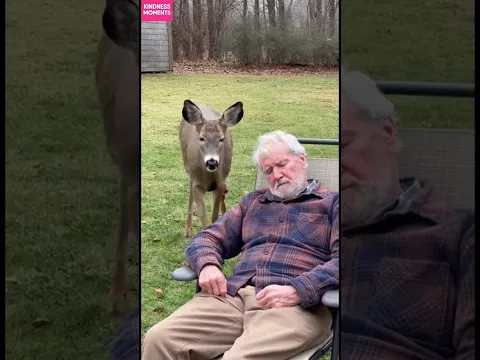 Kindness 🦌 Deer Finds Comfort with Sleeping Man #kindness #deer #shorts