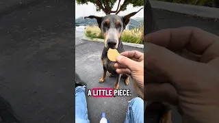 Gentle giant.. #fyp #dream #pets #doberman #vlog