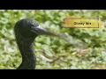 Birds of Papua New Guinea 4K