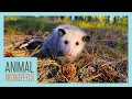 10 Awesome Opossum Facts
