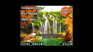 masteran cililin gacor vs cucak jenggot gacor ngerol masteran burung terbaik dijamin ampuh