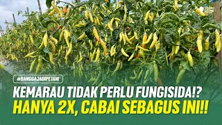 CARA MEMPERPANJANG MASA PANEN!! TIPS MEMULIHKAN KRITING DAUN KEMBALI PULIH!!