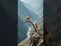 Download Lagu mountain goat life 🐐 #animals #leopard #viralvideo #leopardadventure #shortsvideo #goatclimbing