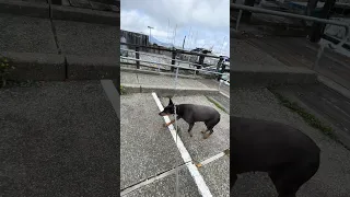 #fyp #dream #doberman #pets #youtube
