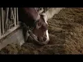 Takeaway Fitness trackers for cows