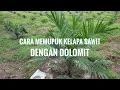 Download Lagu SUBUR!! CARA MEMUPUK SAWIT TBM 1 DENGAN DOLOMIT || Sriwijaya 5 usia 7 bulan tanam