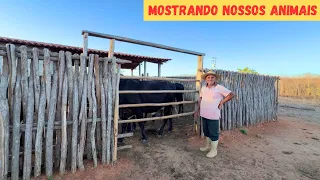 Mostrando Todos Nossos Animaisđ +2 Cabras đ Deu Cria no SĂtio Pai e Filho Vejam sĂł
