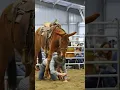 Lagu Man falls off mule, then crawls through its legs 🤯 #horse #farmanimals #mule #equestrian #horses