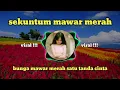 Lagu Dj bunga mawar merah satu tanda cinta || viral slow bass terbaru 2021