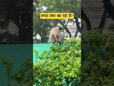 Monkeys ❤️