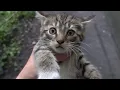 I adopted kitten from a dirty basement
