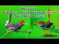 Lagu Mengenal Burung Prenjak Kepala Merah Dan Prenjak Lumut, Dari Keunikan dan Ciri Khasnya