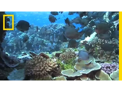 Shark Eden | National Geographic