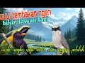 Download Lagu Tembakan ngeri bikin lawan lari 🔥