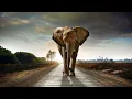 Download Lagu Kamahl ~ The Elephant Song Lyrics