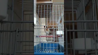 مقنين المدية دندنها