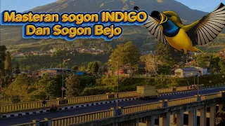 masteran sogon indigo dan sogon bejo dua materi mamatikan bikin mental lawan ciut