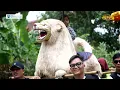 Download Lagu Bunga sedap malam - BUROK PKC - live gunungsari waled 03 april 2025‎⁨@PKCOFFICIAL⁩