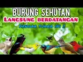 Lagu Suara Pikat Burung Hutan Kombinasi Kutilang Ribut Terancam 