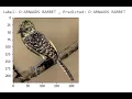 A light weight bird species classification using deep learning