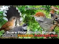 Download Lagu Suara Pikat BURUNG SIKATAN KIPAS Dan PELANDUK BUKIT+PRENJAK KEPALA MERAH. Ampuh..