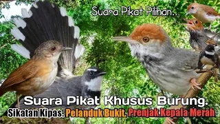 suara pikat burung sikatan kipas dan pelanduk bukit prenjak kepala merah ampuh 