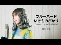 Download Lagu ブルーバード /いきものがかり (Covered by コバソロ \u0026 藤川千愛)