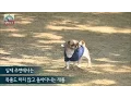 Download Lagu [M Big] 'dog hit-and-run' Aren't you ashamed? 20160607